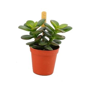 Tlustice vejčitá Minor květináč 6cm