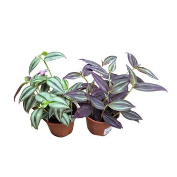 Tradescantia P10,5 EXTRA