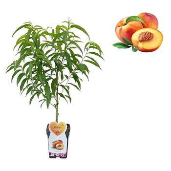 Nektarinka Flavortop květináč 5 litrů, zákrsek, SAMOSPRAŠNÁ