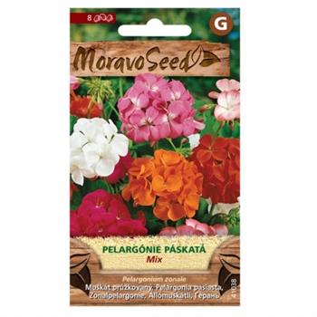 Pelargonie páskatá jednoduchá smetanová (MS)
