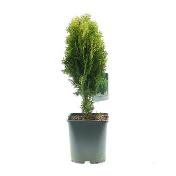 Zerav východní Aurea Nana výška 30/40cm, květináč 5 litrů