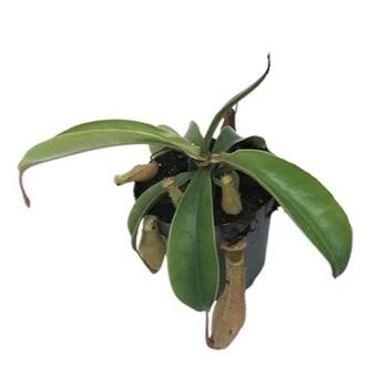 Láčkovka květináč 12cm