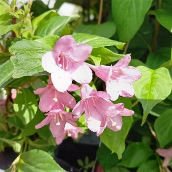 Vajgélie květnatá Pink Princess výška 30/40, 1,5 litru, keř