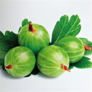Angrešt Hinnonmekei Green květináč 2 litry, keř, bílý