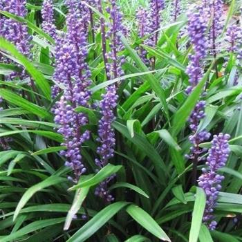 Liriope Big Blue 2 litry