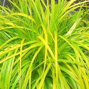 Carex oshimensis 'Everillo'