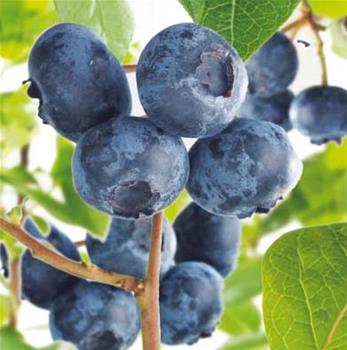 Kanadská borůvka Hortblue Petite® květináč 5 litrů, výška 30/50cm, keř, částečně samosprašná