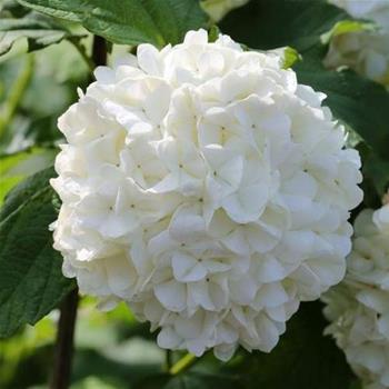 Kalina obecná Roseum květináč 2,5 litru, výška 20/30cm, keř