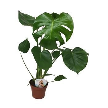 Monstera skvostná květináč 14cm