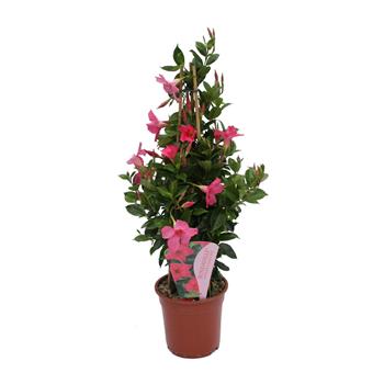Mandevila pyramida mix květináč 17cm