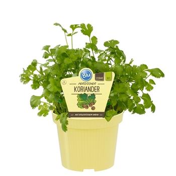 Koriandr BIO květináč 12cm