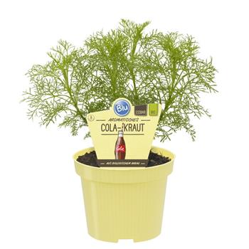 Pelyněk brotan var. Maritima BIO květináč 12cm