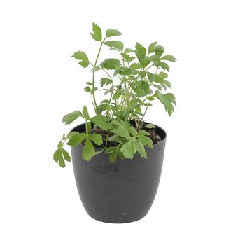 Libeček květináč 12cm
