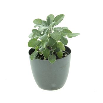 Šalvěj lékařská Culinaria květináč 12cm