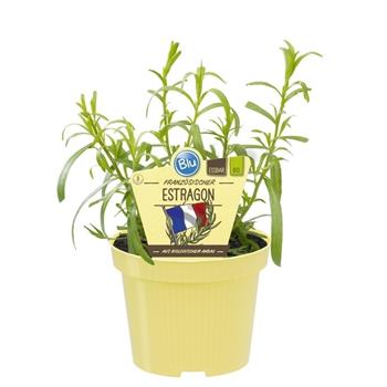 Estragon květináč BIO květináč 12cm