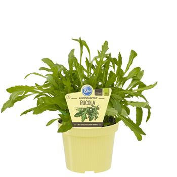 Rukola BIO květináč 12cm