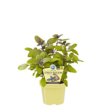 Bazalka robustní BIO květináč 12cm