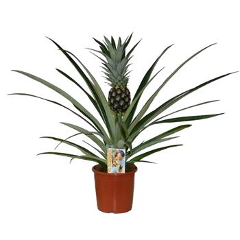 Ananas květináč 12cm