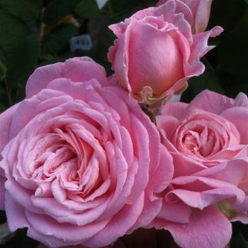 Růže Kordes Parfuma Rosengräfin Marie Henriette 5,5L kontejner