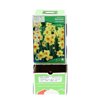 Narcis 'Martinette' 5ks