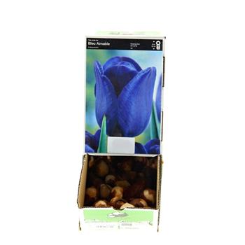 Tulipán Bleu Aimable 10ks