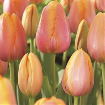 Tulipán Dordogne 10ks