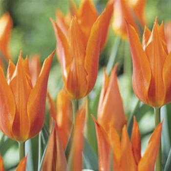 Tulipán Ballerina 10ks