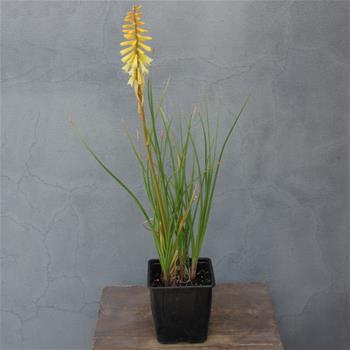 Kleopatřina jehla Pineapple Popsicle® 11cm