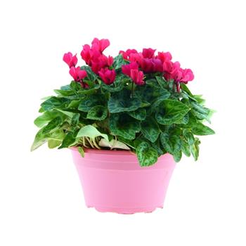 Brambořík mix miska 23cm