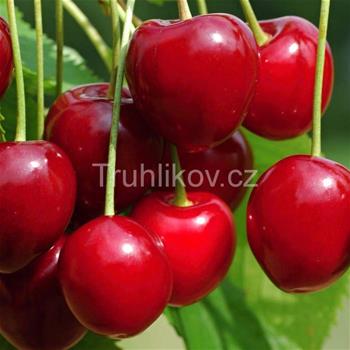 Třešeň Karešova květináč 7,5 litru, čtvrtkmen, CIZOSPRAŠNÁ