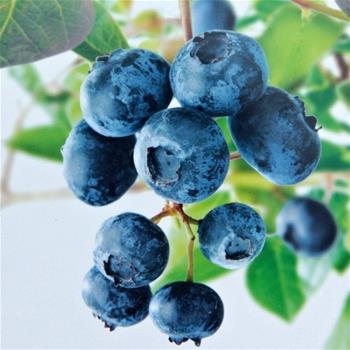 Kanadská borůvka Sunshine Blue květináč 5 litrů, výška 30/50cm, keř, částečně samosprašná