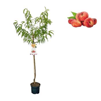 Nektarinka Flateryna kmínek 150/175cm, květináč 6 litrů
