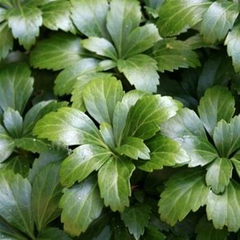 Pachysandra klasnatá 'Green Sheen' 6pack