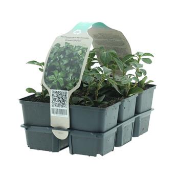 Pachysandra klasnatá Green Sheen 6pack