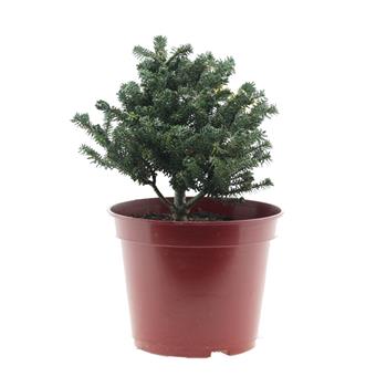 Jedle korejská Alpin Star květináč 5 litrů, výška 20/25cm, keř