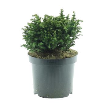 Kryptomérie japonská Vilmoriniana výška 30/40cm, květináč 2,5 litru
