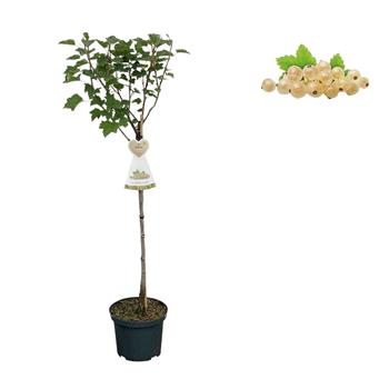 Rybíz bílý Werdavia květináč 3 litry, kmínek 90cm, bílý