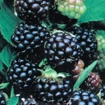 Ostružiník beztrnný Black Satin květináč 2 litry, keř, černý
