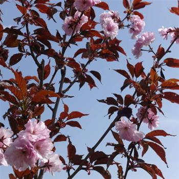 Třešeň pilovitá 'Royal Burgundy' obvod kmene 6/8