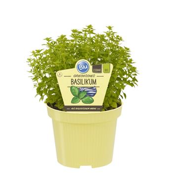 Bazalka řecká BIO květináč 12cm
