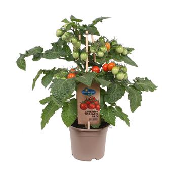Rajče s plody mix květináč 14cm