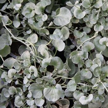 Dichondra stříbrnolistá 4ks 11cm