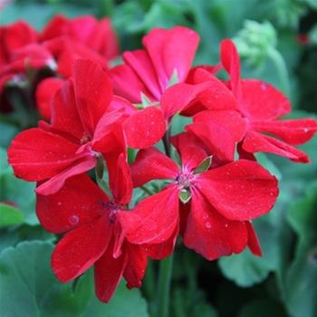 Muškát Calliope Dark Red  4ks 12cm