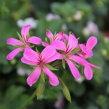Pelargonie převislá lila jednoduchá 4ks 11cm