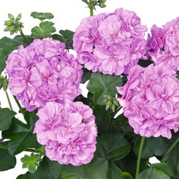 Pelargonie převislá levandulová plnokvětá 4ks 11cm