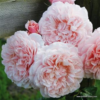 Růže Kordes Rose de Tolbiac 5,5L kontejner