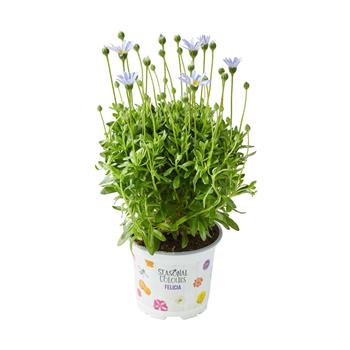 Felície kapská květináč 13cm