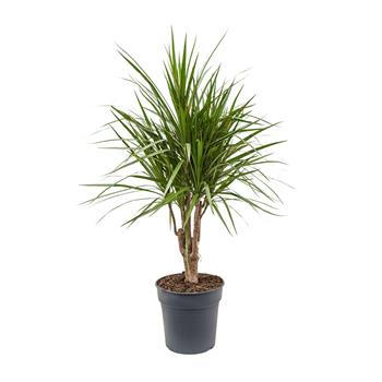 Dračinec vroubený výška 100cm, květináč 24cm