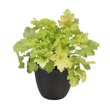 Dlužicha Lime Rickey květináč 12cm