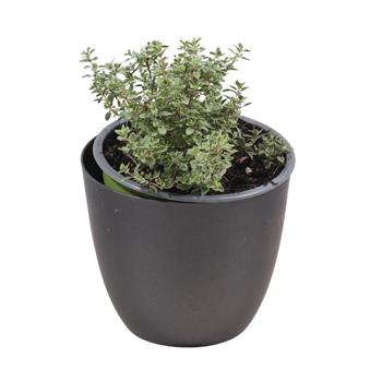 Mateřídouška citrónová Silver Queen květináč 12cm